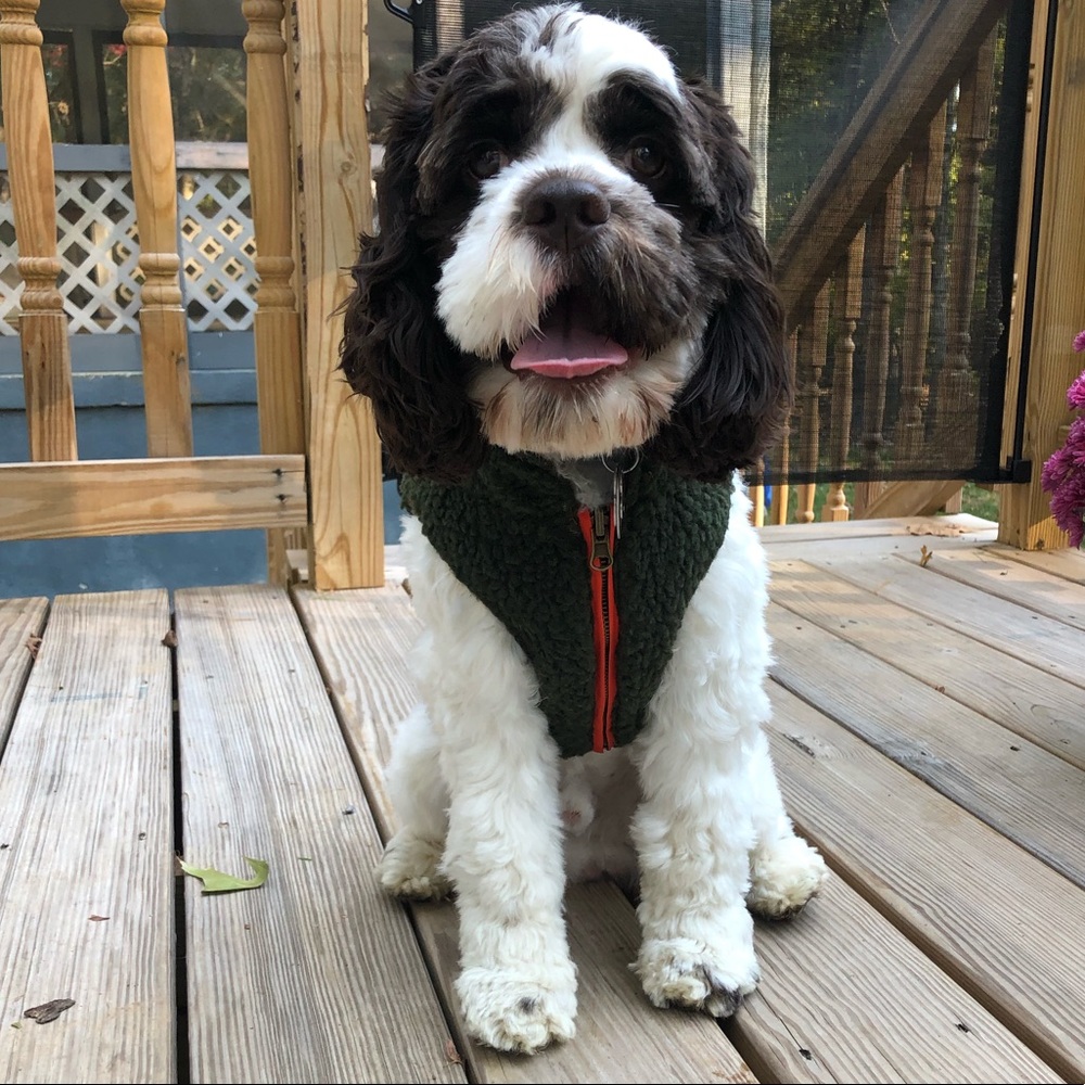 Lucy & Co. The Big Bear Reversible Teddy Dog Vest